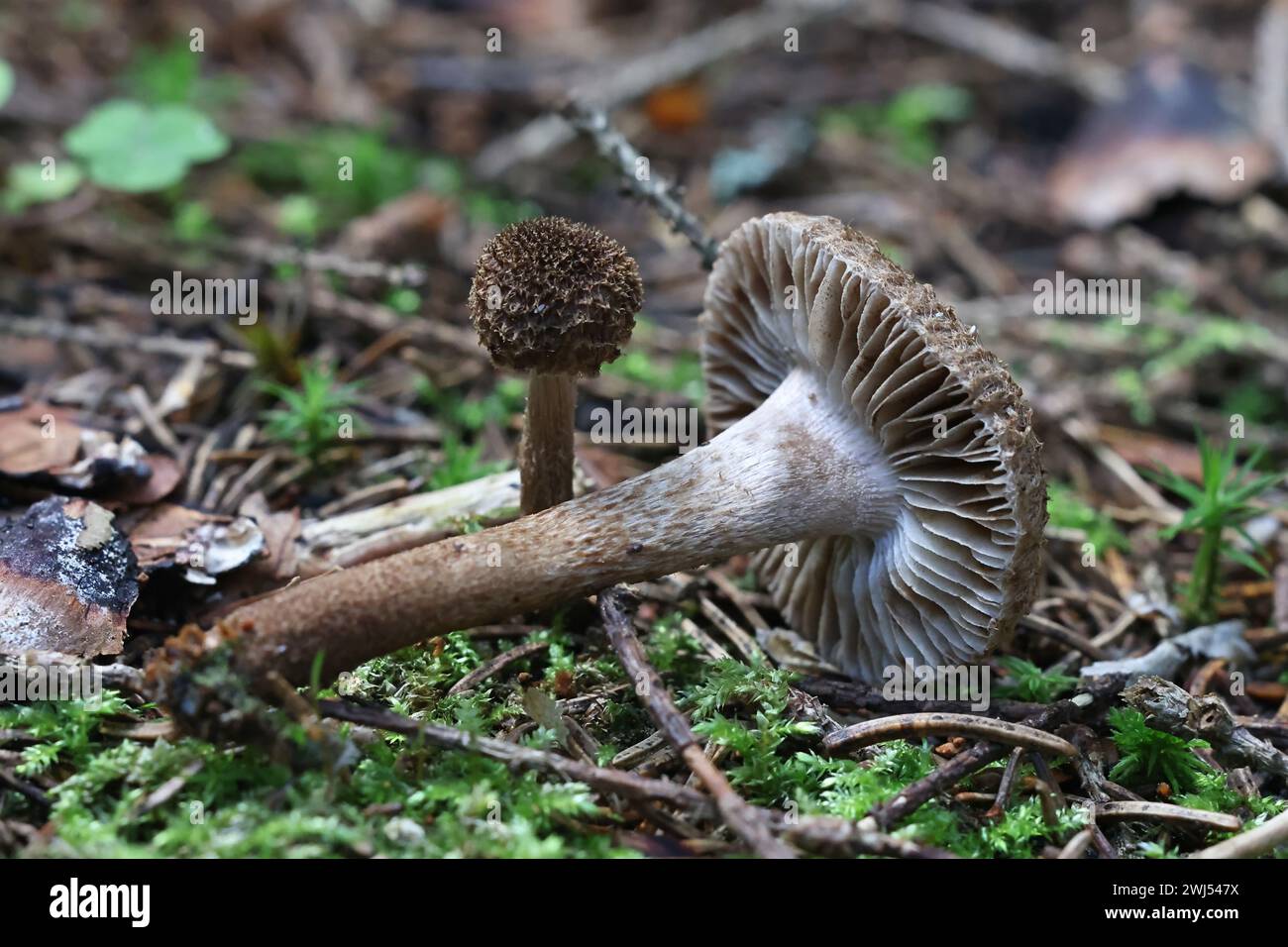 Inocybe stellatospora, commonly known as Woolly Fibrecap, wild mushroom from Finland Stock Photo