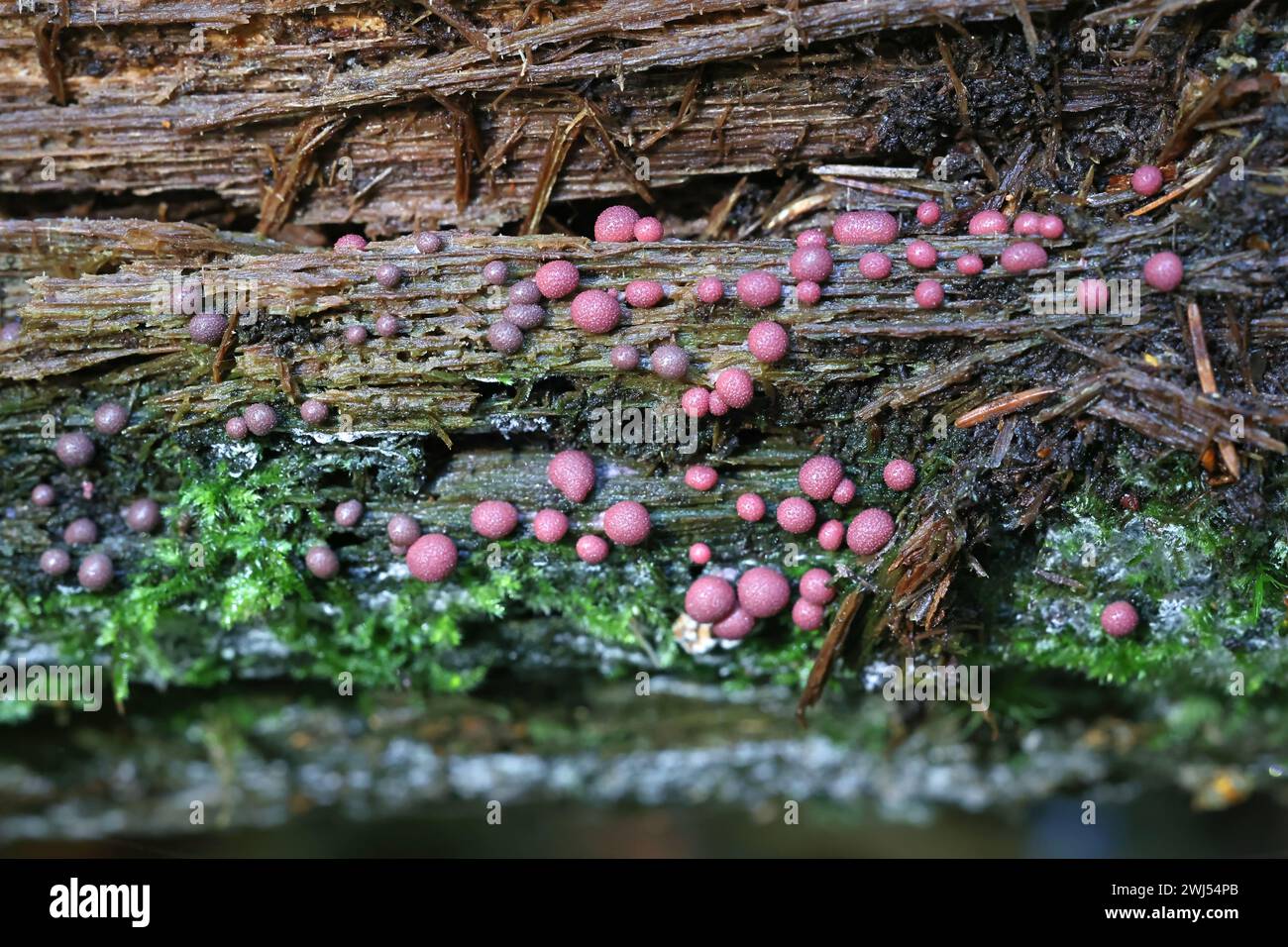 Lycogala roseosporum, commonly known as wolf's milk, slime mold from Finland Stock Photo