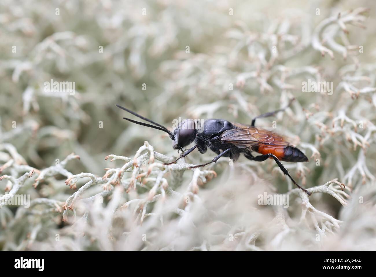 Astata boops, commonly known as shieldbug digger or shieldbug stalker, male parasitic wasp from Finland Stock Photo