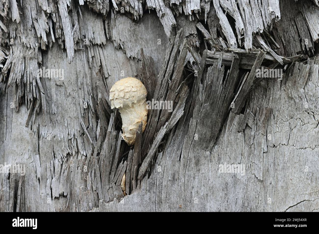 Hemipholiota populnea, also known as Pholiota populnea, a scalycap mushrooms from Finland, no common english name Stock Photo