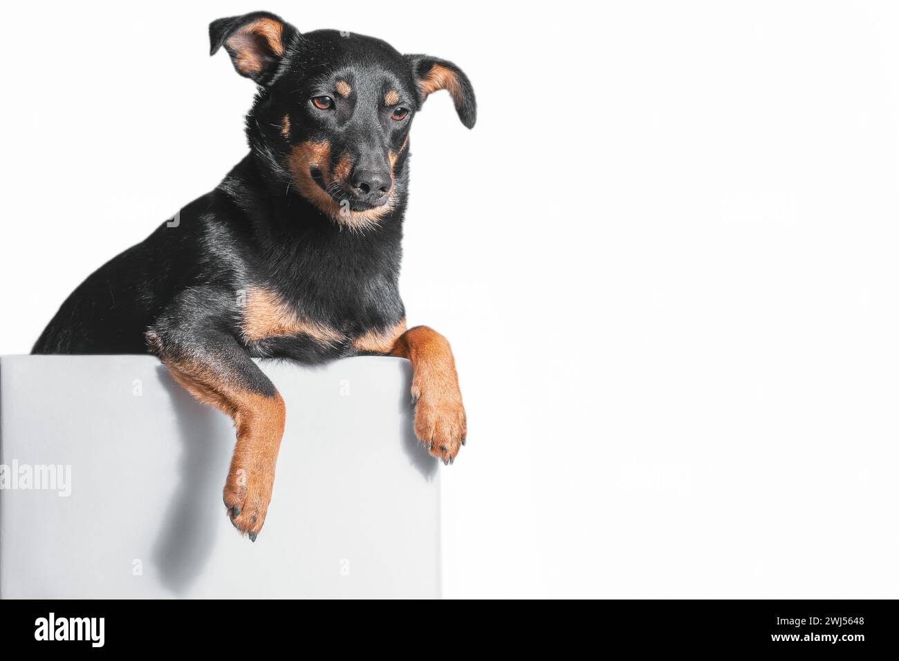 Mongrel dog of black and tan color looks out of a gray box on a white background Stock Photo