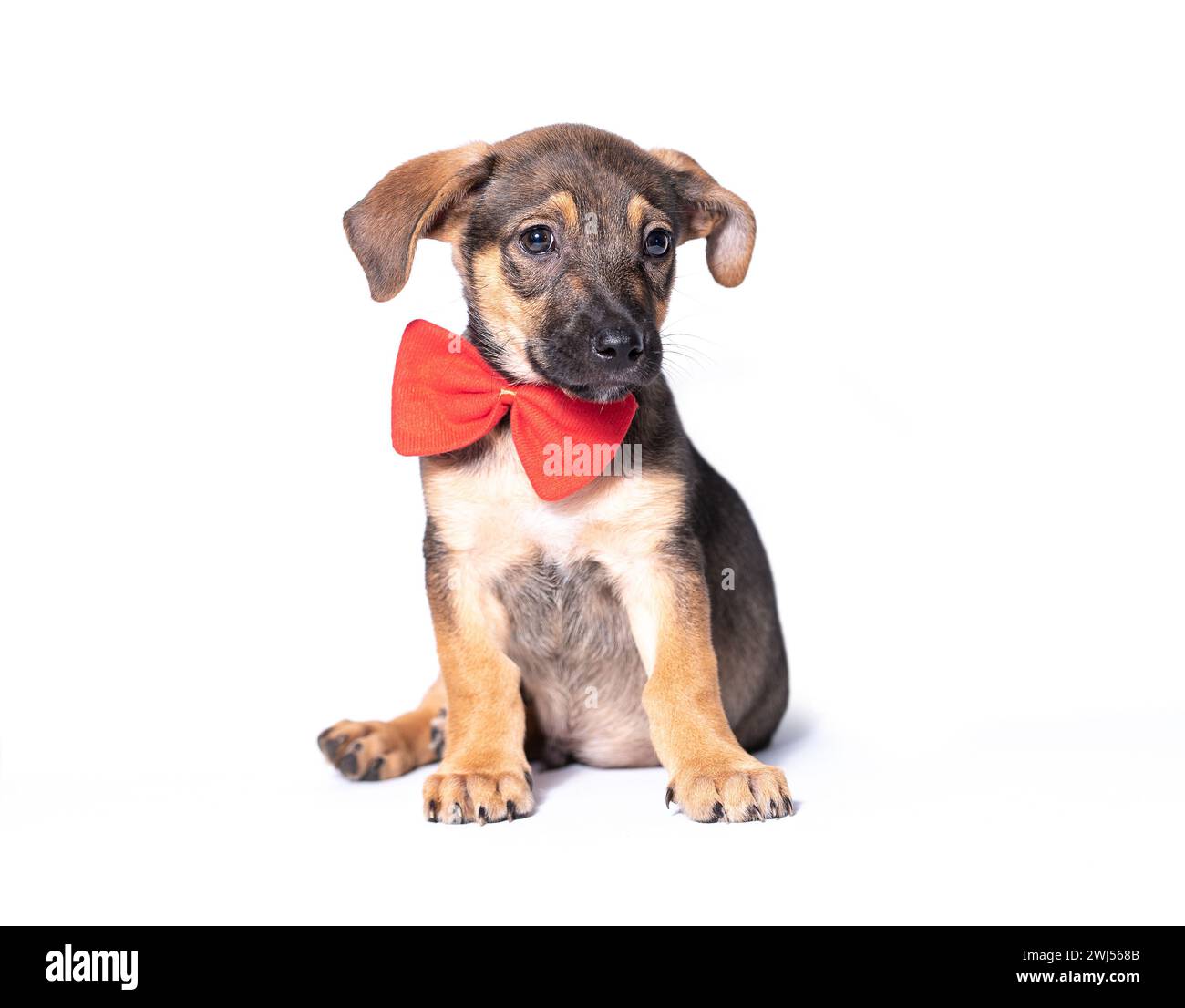 Mongrel puppy with a big red bow on his neck sitting on a white background Stock Photo