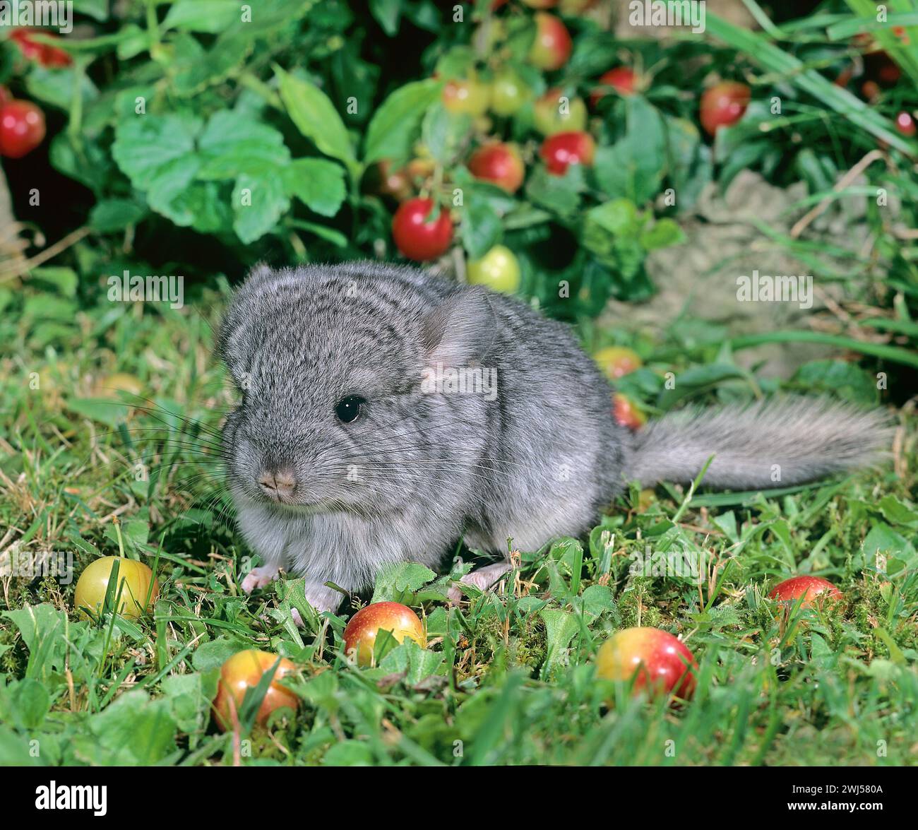 Chinchilla baby hi-res stock photography and images - Alamy, image size:1300x1175
