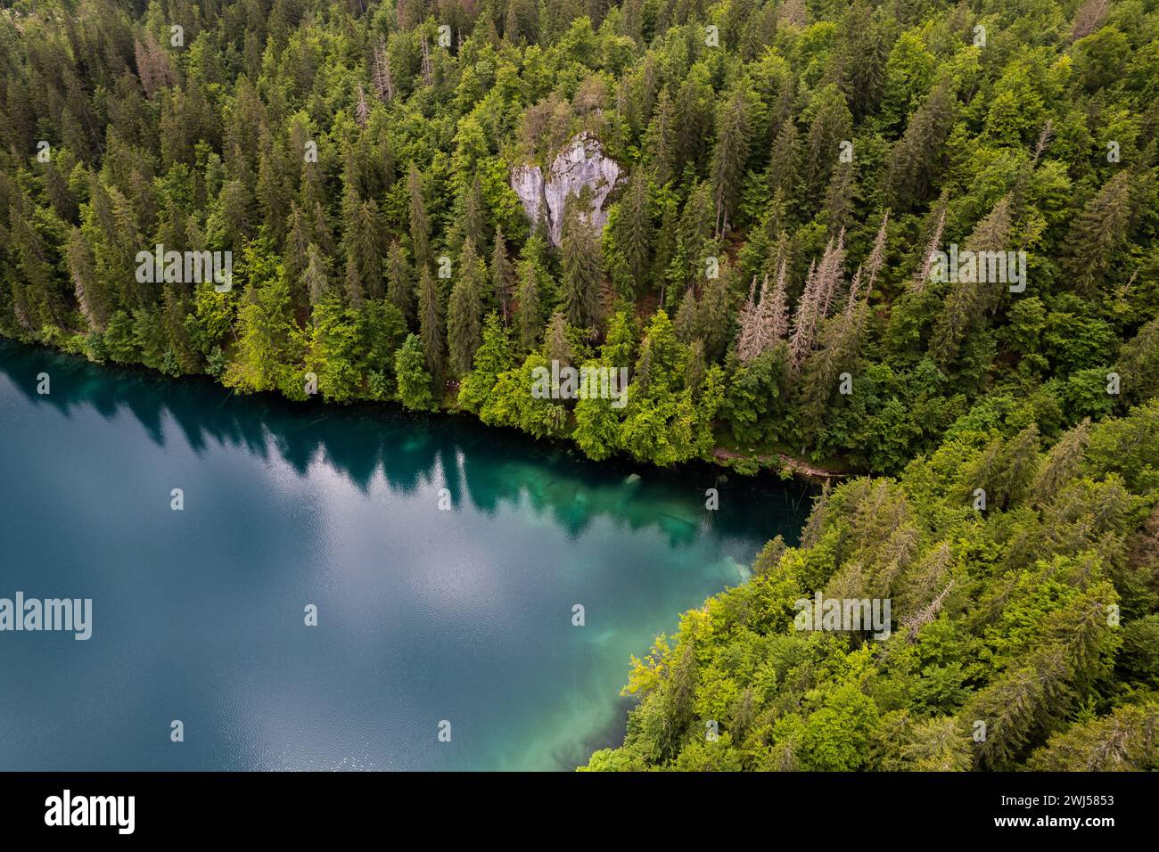 Aerial top down green pine hi-res stock photography and images - Alamy