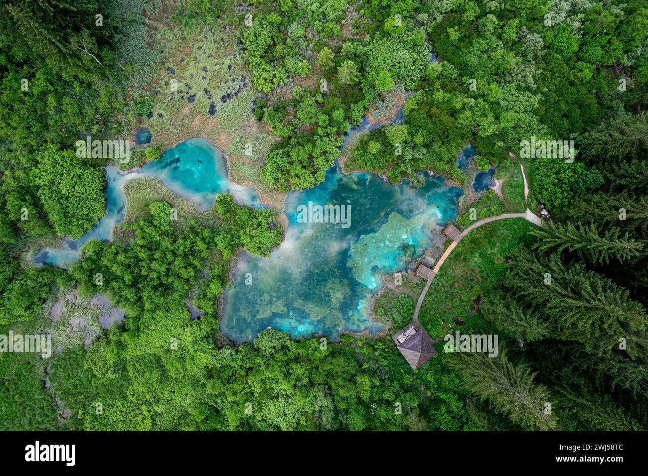 Zelenci Nature Reserve in Slovenia. Mountain wetlands with spring-fed