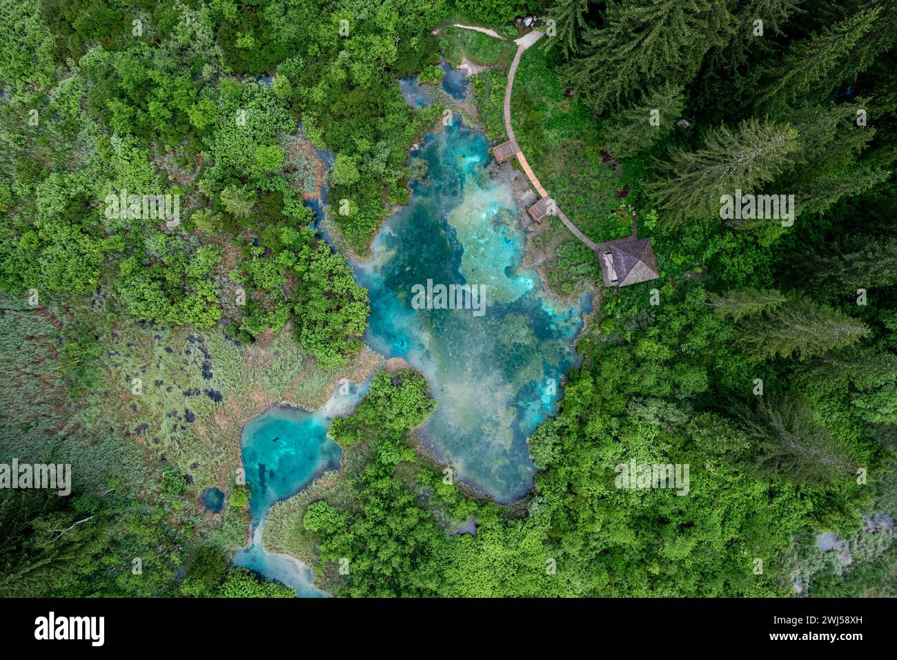 Zelenci Nature Reserve in Slovenia. Mountain wetlands with spring-fed