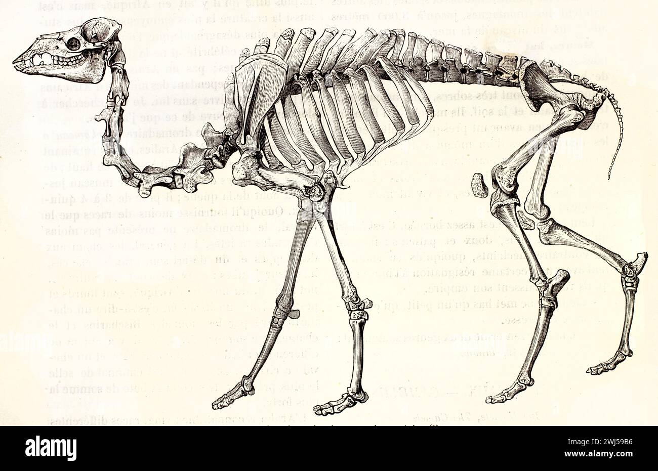 Full-profile skeletal structure of a dromedary in antique black and white engraving style isolated on white background. Unknown author, Paris 1878 Stock Photo