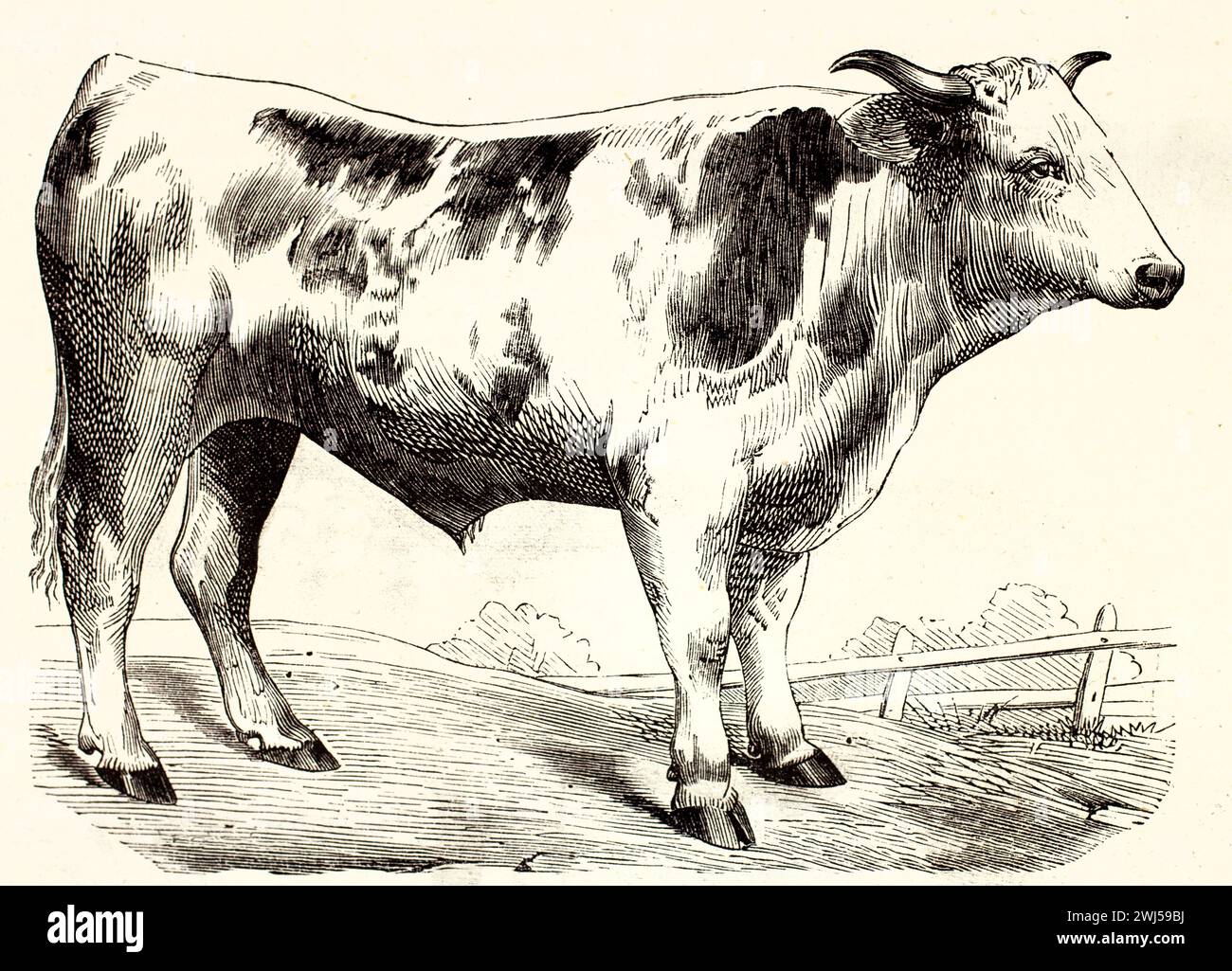 Old engraved illustration of Franche-Comté Bull. Created by Megnin, published on Brehm, Les Mammifers, Baillière et fils, Paris, 1878 Stock Photo