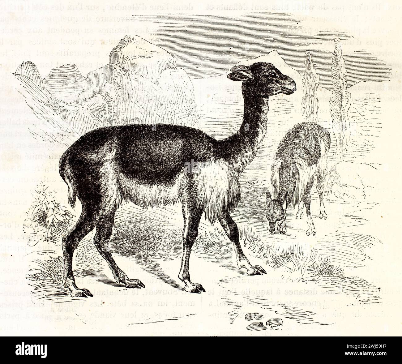 Old engraved illustration of Vicuña. Created by Kretschmer and Wendt, published on Brehm, Les Mammifers, Baillière et fils, Paris, 1878 Stock Photo