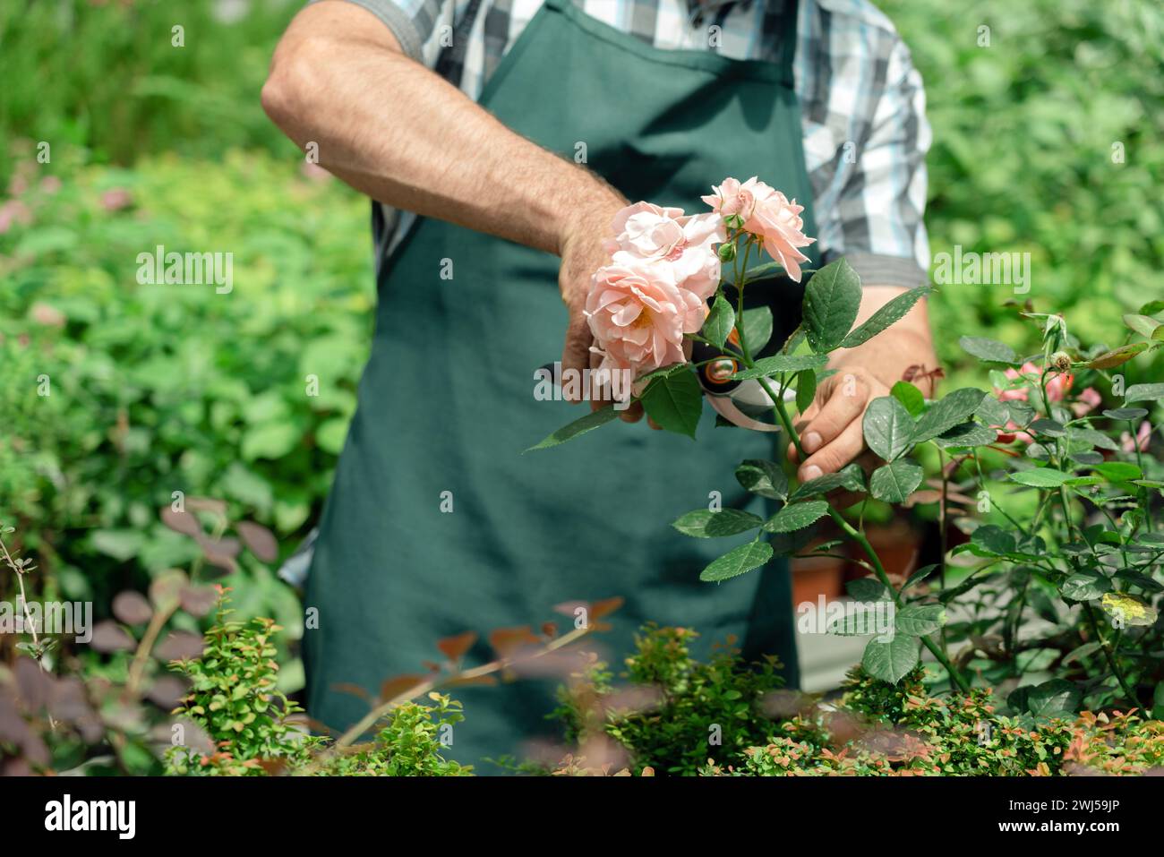 Gardener landscaping and taking care of beautiful roses Stock Photo