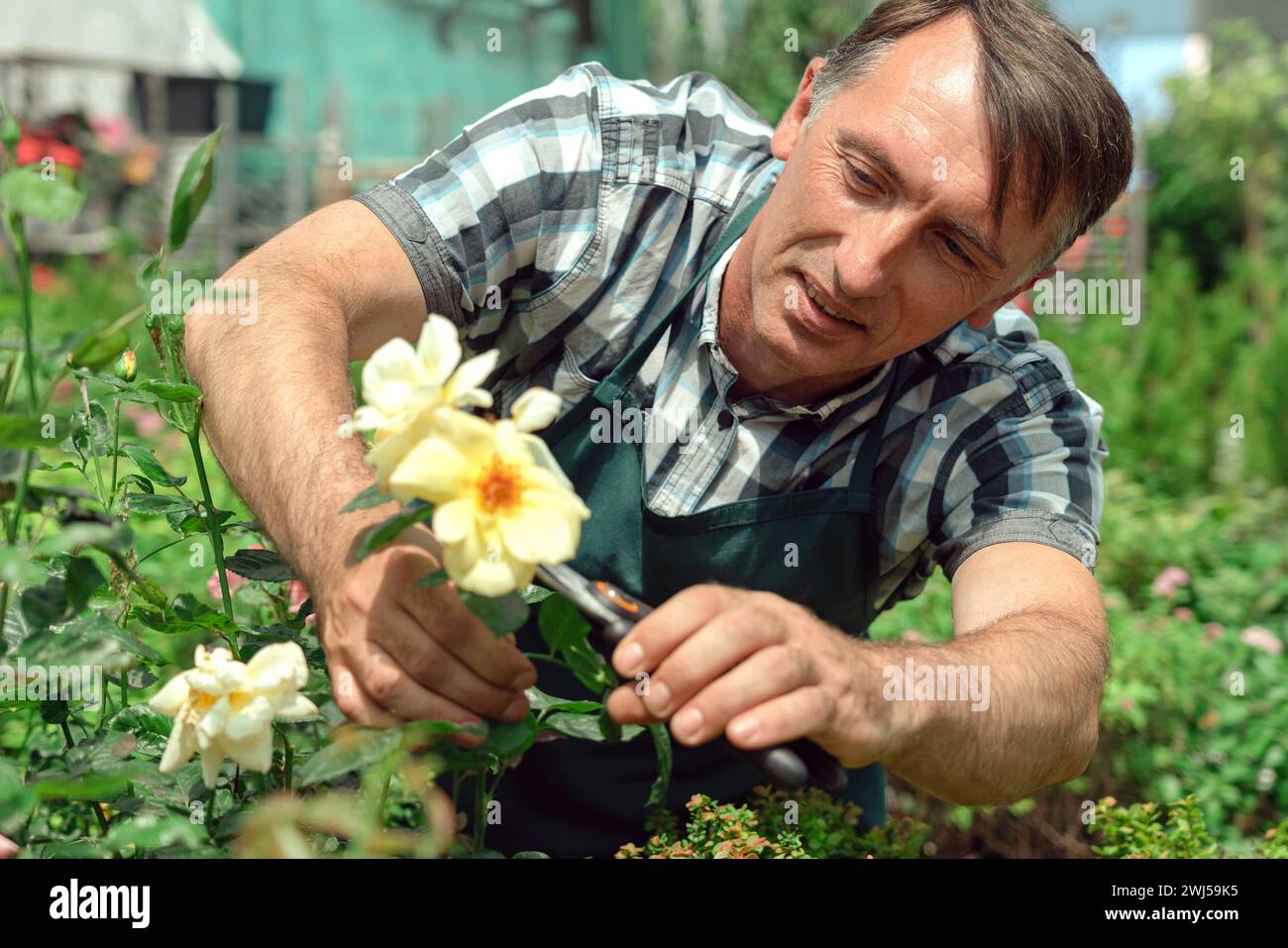 Gardener landscaping and taking care of beautiful roses Stock Photo