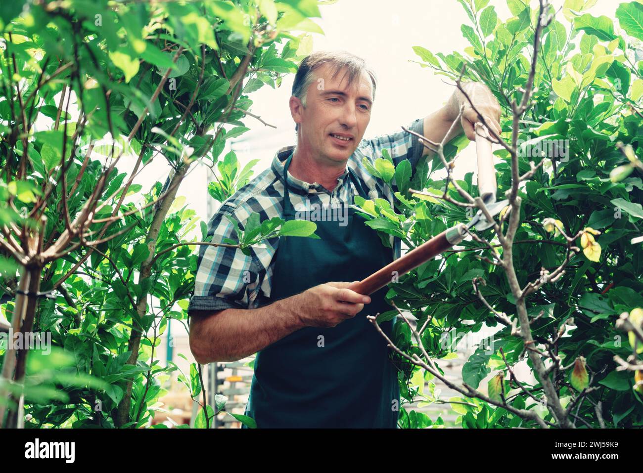 Cutting bushes in the garden hi-res stock photography and images - Alamy