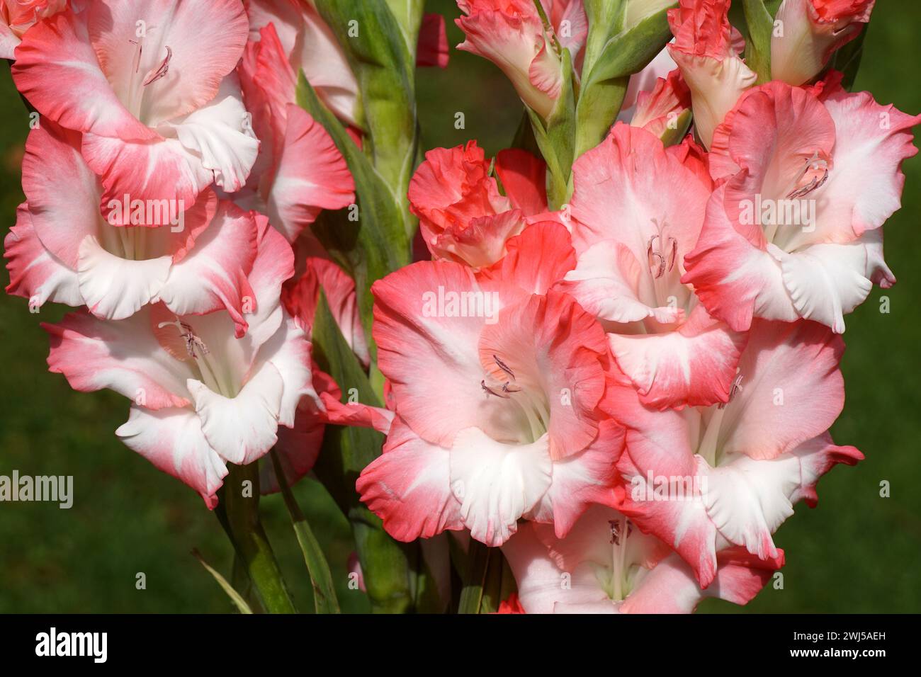 Sword lily, Gladiolus iris, family (Iridaceae). Orange white Gladiolus flowers. Summer, Dutch garden, August Stock Photo