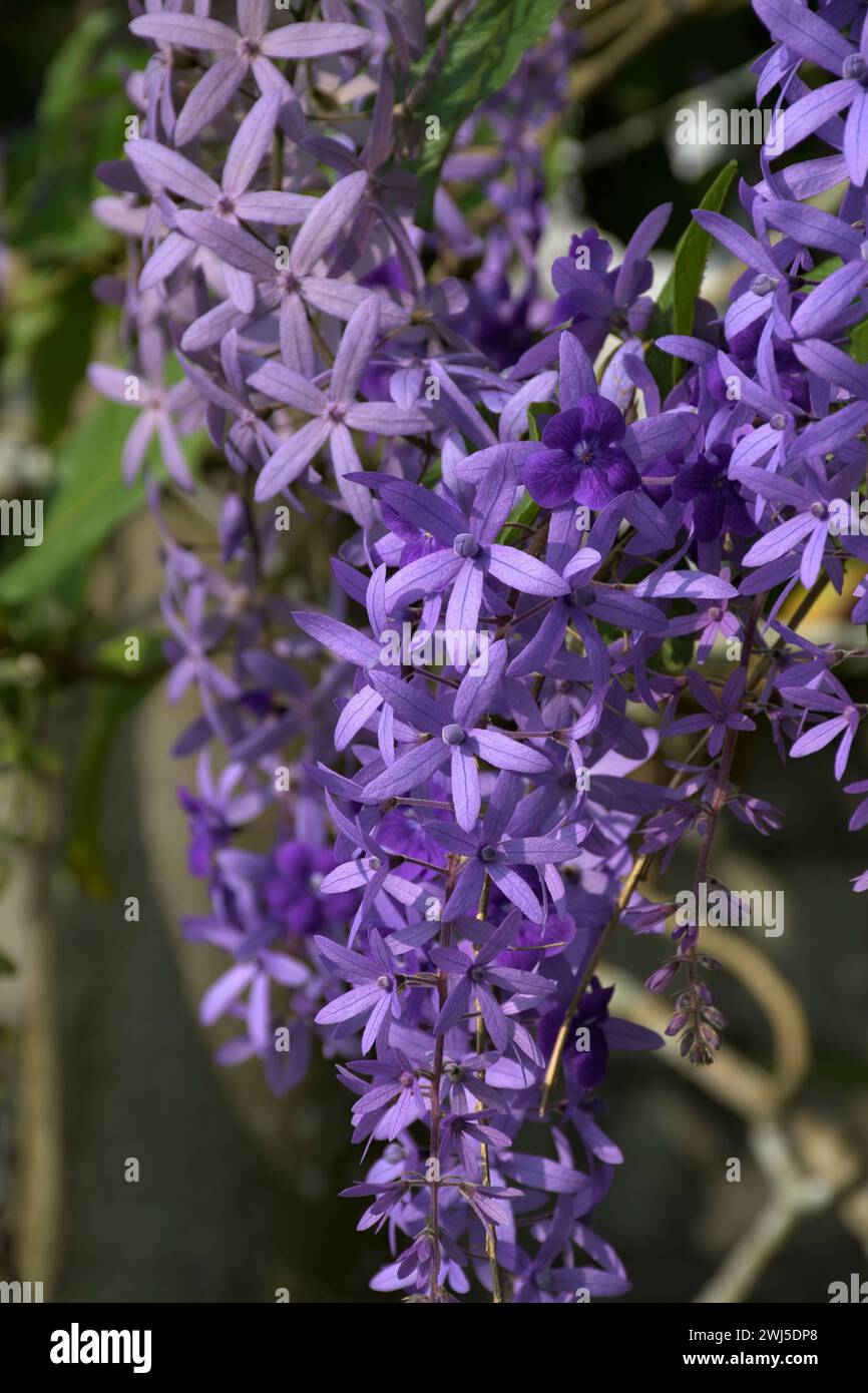 Petrea volubilis, commonly known as purple wreath, queen's wreath or sandpaper vine, is an evergreen flowering vine in the family Verbenaceae, native Stock Photo
