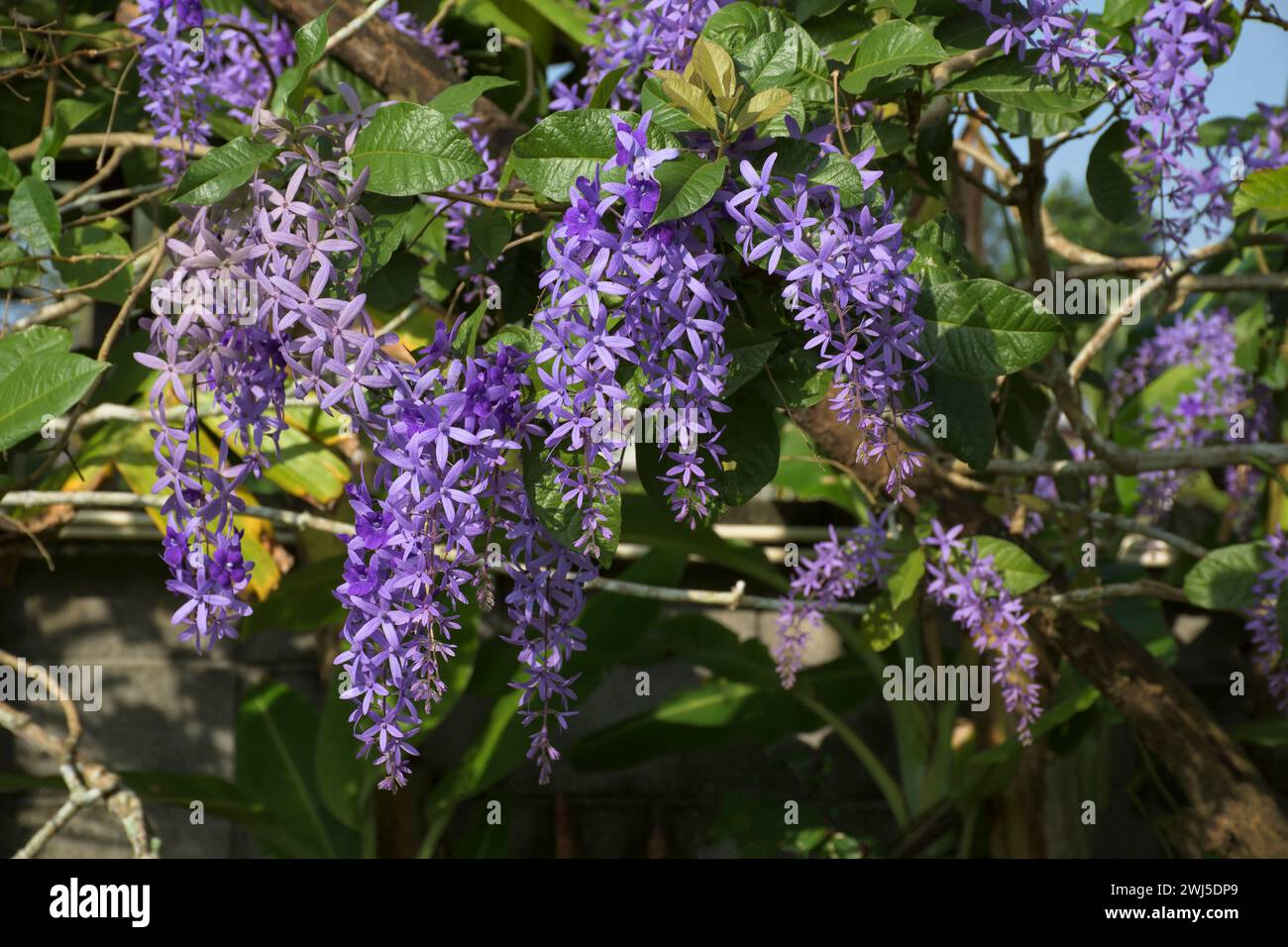 Petrea volubilis, commonly known as purple wreath, queen's wreath or sandpaper vine, is an evergreen flowering vine in the family Verbenaceae, native Stock Photo