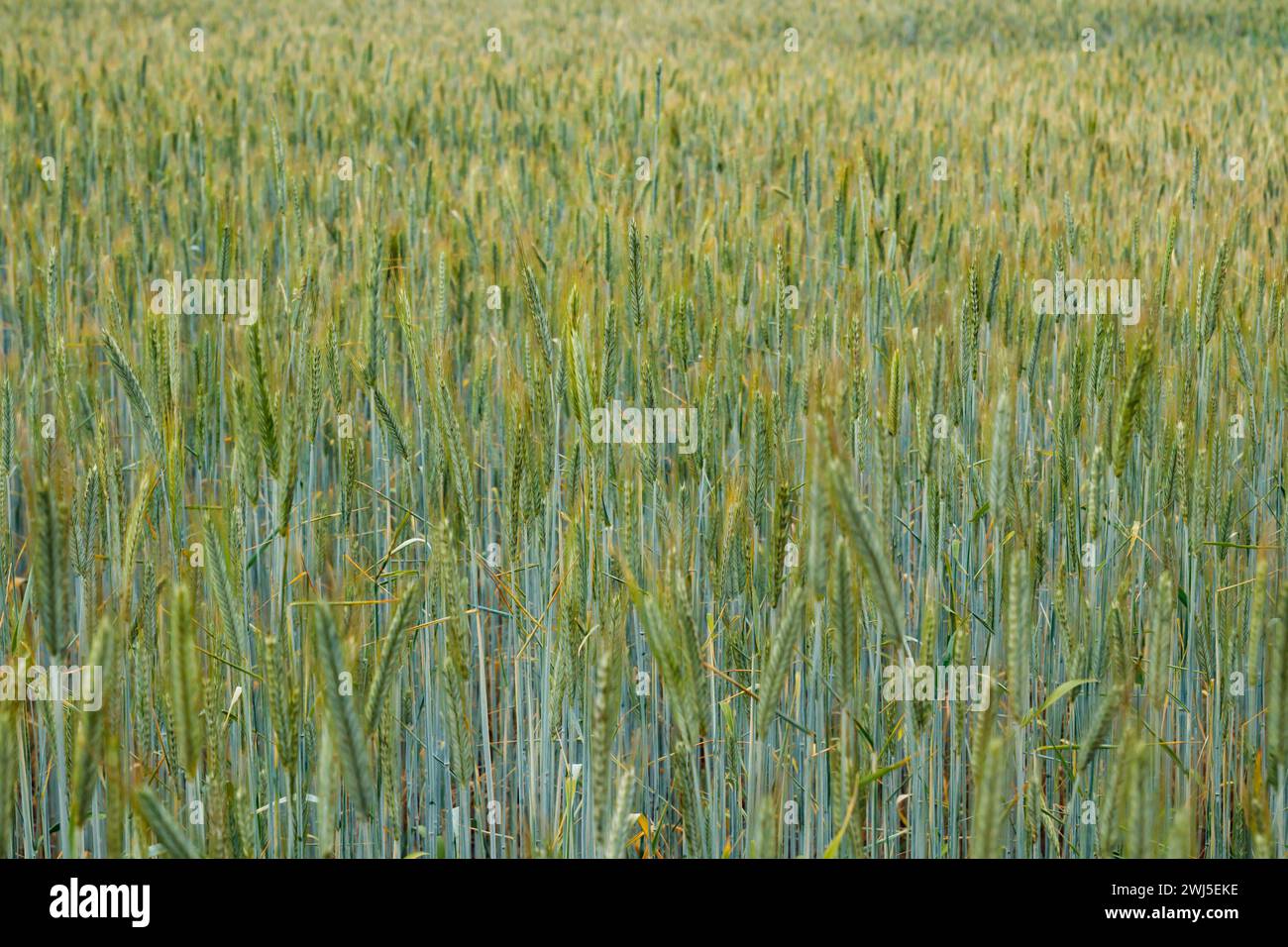 Green Fall Rye Field of green rye. Close-up background Stock Photo - Alamy