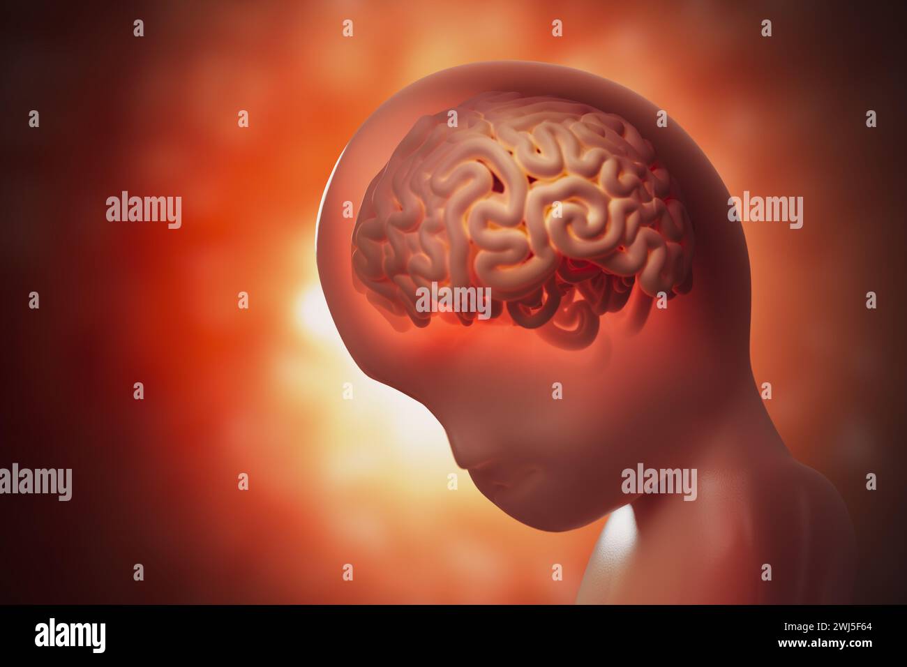 Brain development of unborn baby (fetus). 3D rendered illustration ...