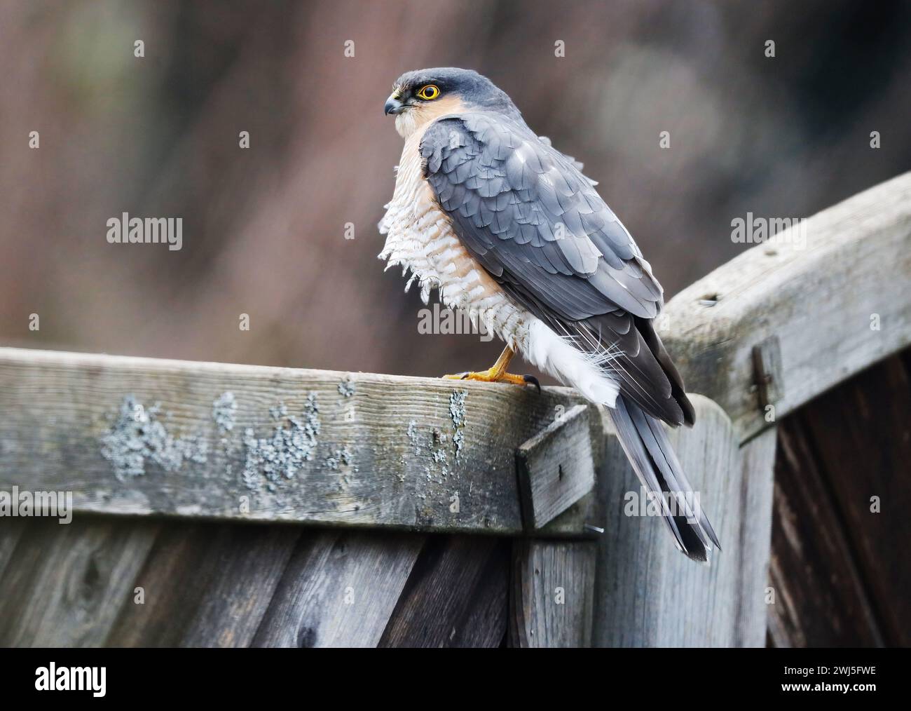 A Sparrow Hawk is sitting on a fence and waits for prey. Stock Photo