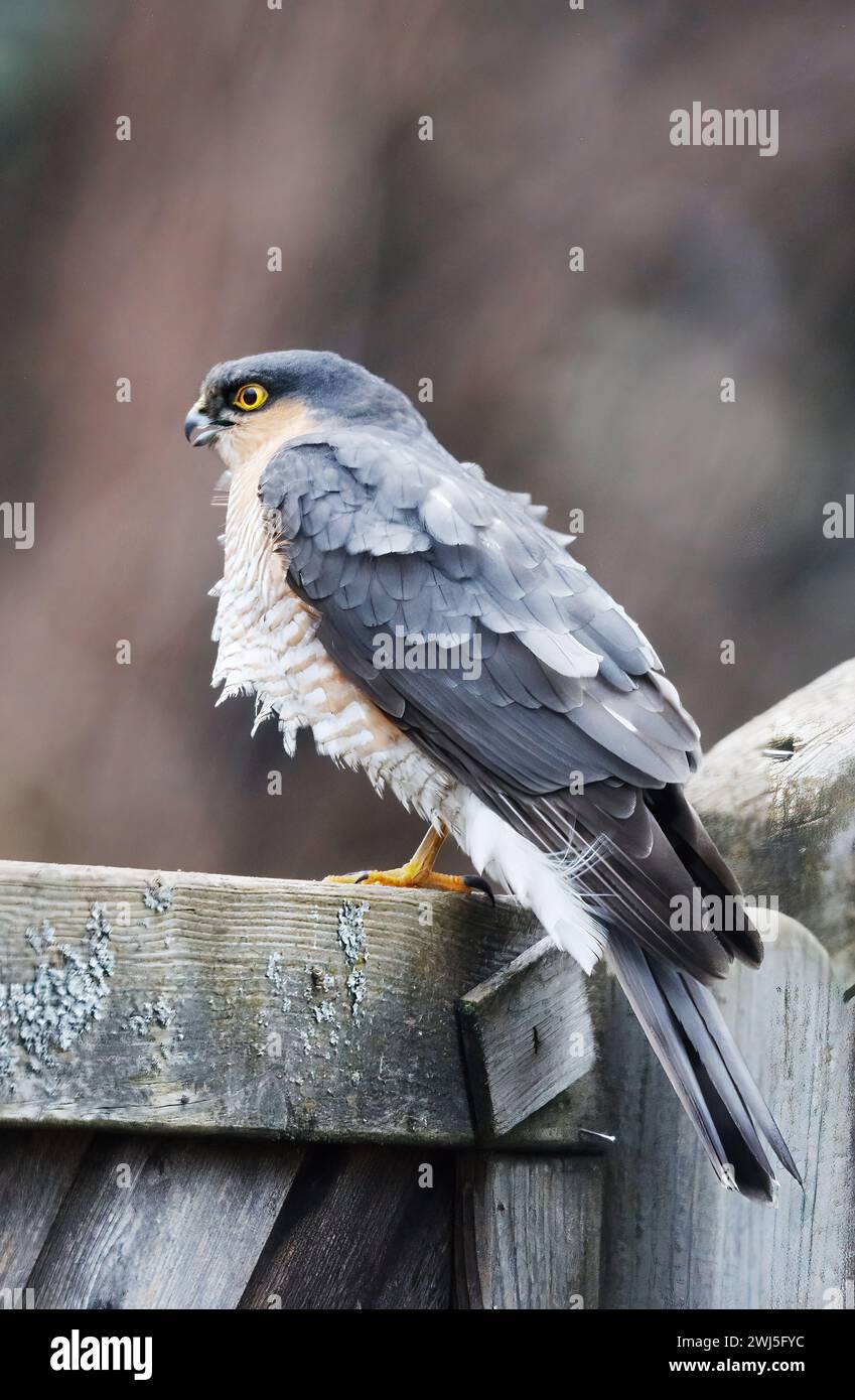 A Sparrow Hawk is sitting on a fence and waits for prey. Stock Photo
