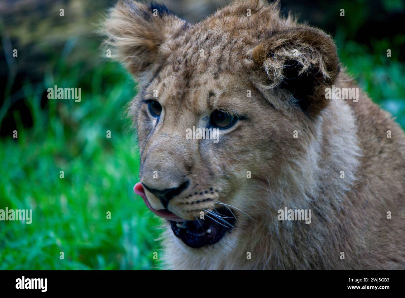 A closeup shot of a lion cub licking its lips Stock Photo