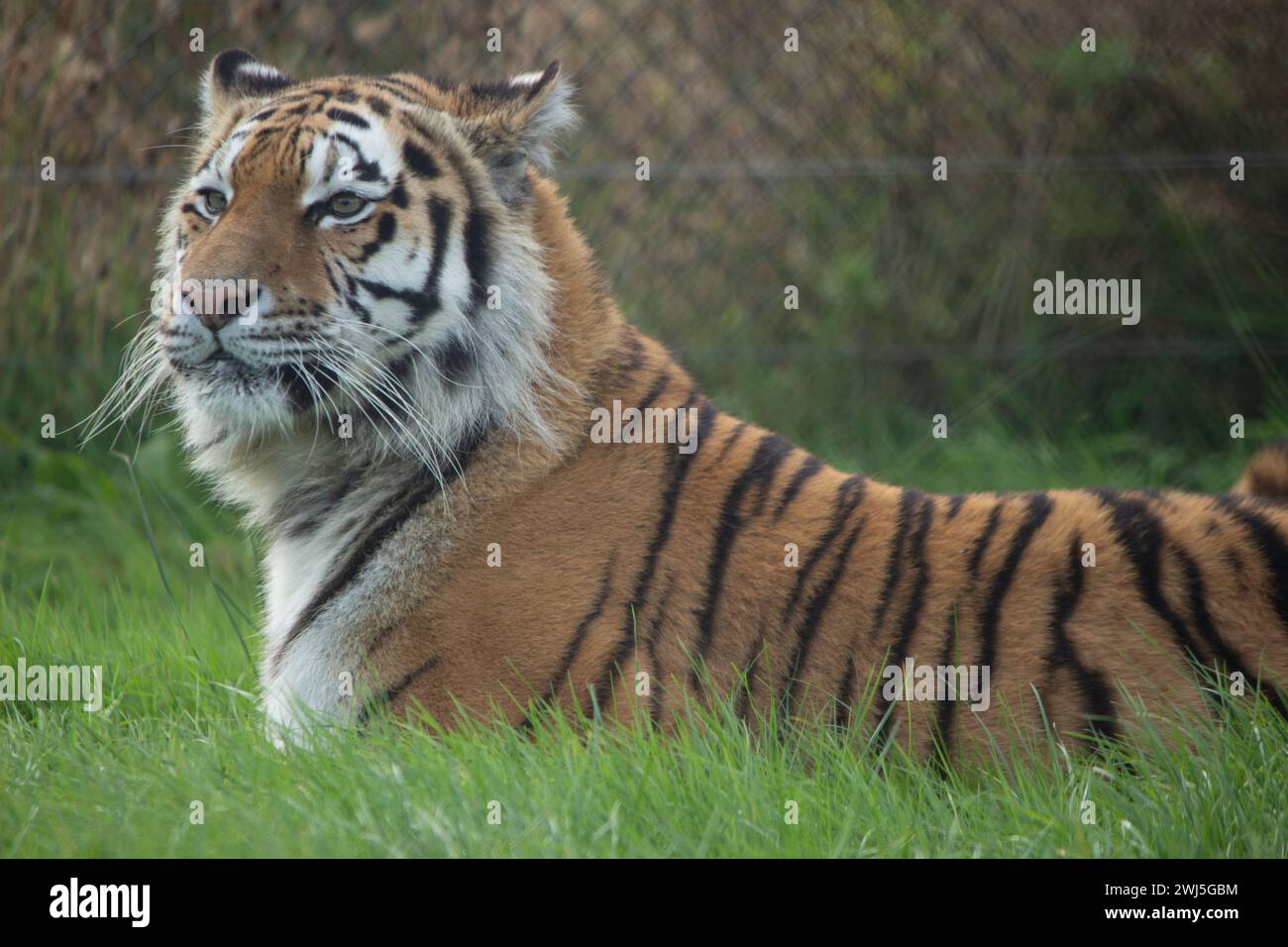 A portrait of a tiger in a zoo enclosure Stock Photo