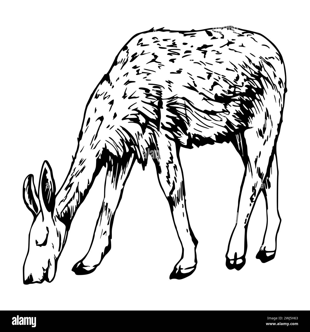 Hand drawn ink vector illustration, farm cattle wool animal, llama alpaca vicuna guanaco, South Central America. Single object isolated on white Stock Vector