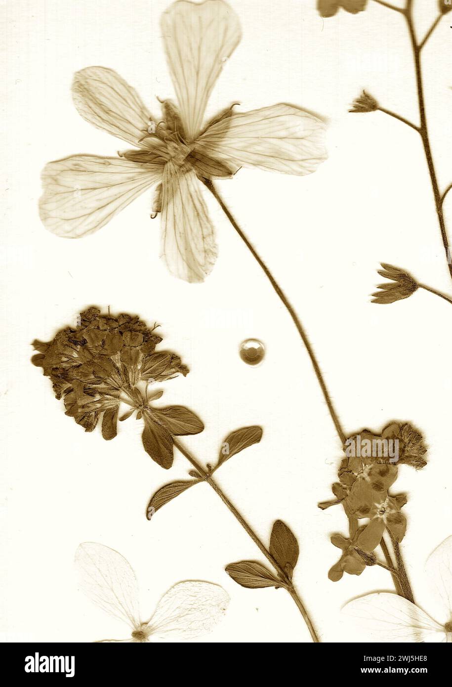 Pressed flowers victorian hi-res stock photography and images - Alamy