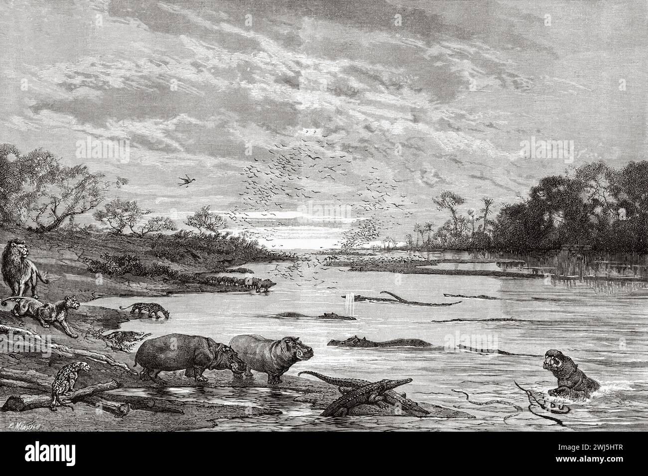 Wild animals in the Niger river, Guinea. Africa. Two campaigns in French Sudan, 1886-1888 by Joseph Simon Gallieni (1849 - 1916) Le Tour du Monde 1890 Stock Photo