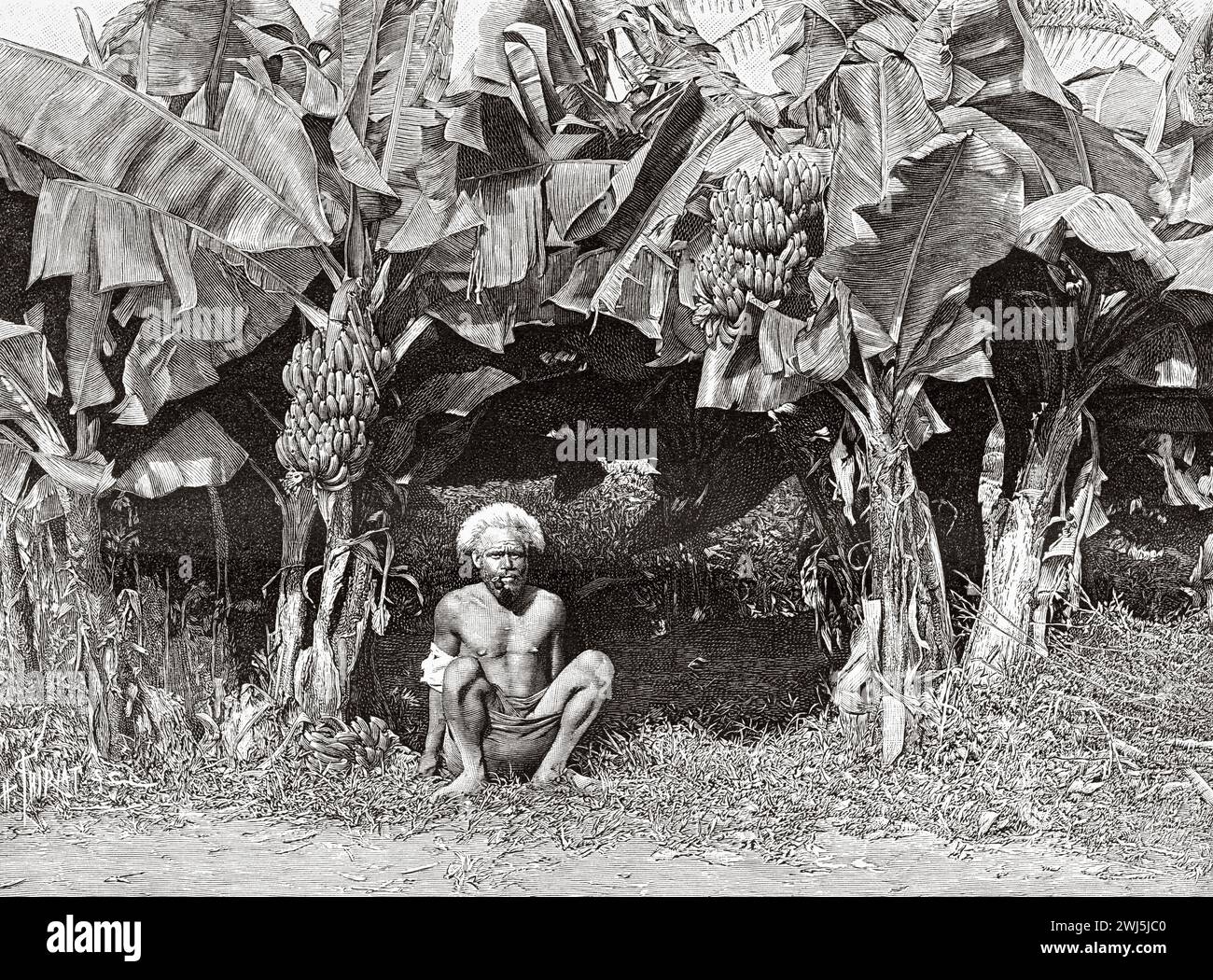 Banana plantation, Fiji island, Oceania. Travel to the Fiji Islands 1889 by Gerrit Verschuur (1840-1906) Le Tour du Monde 1890 Stock Photo
