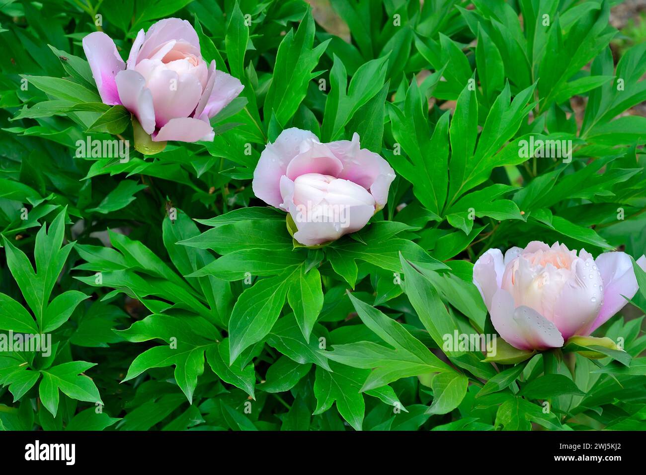 Three buds of delicate white-pink semi-double peony flowers with dark lavender spots at base of petals, close up in summer garden. Itoh hybrid, variet Stock Photo