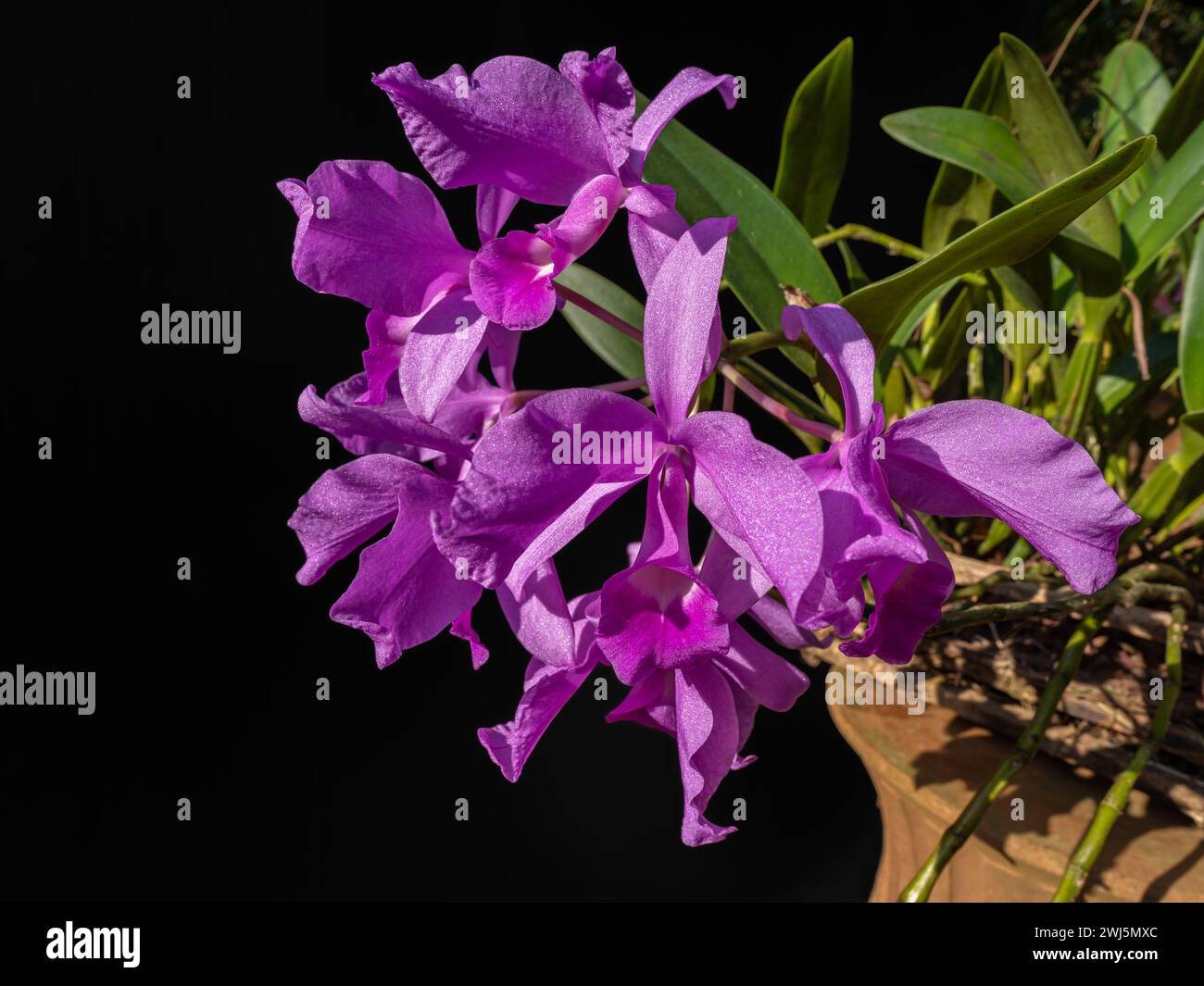 Closeup view of bright purple pink flowers of cattleya orchid hybrid blooming outdoors on black background Stock Photo