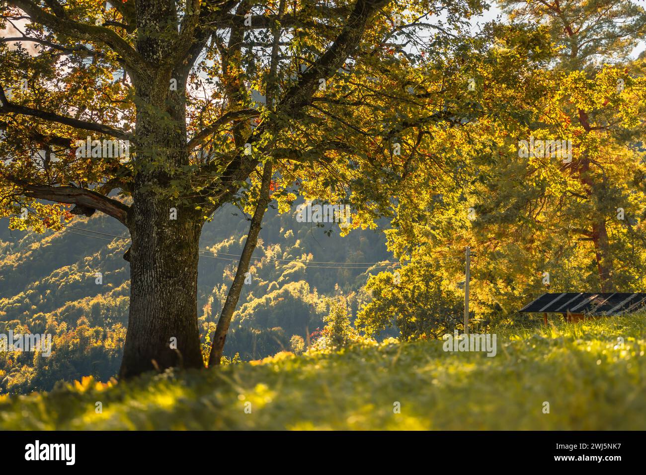Breathtaking close up tree hi-res stock photography and images - Alamy