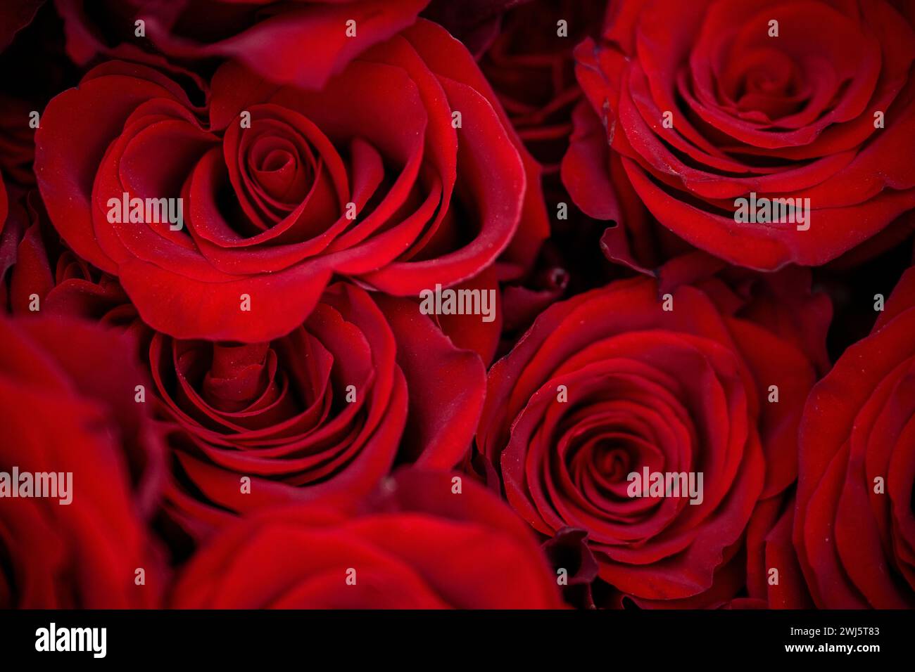 14 february icon hi-res stock photography and images - Alamy