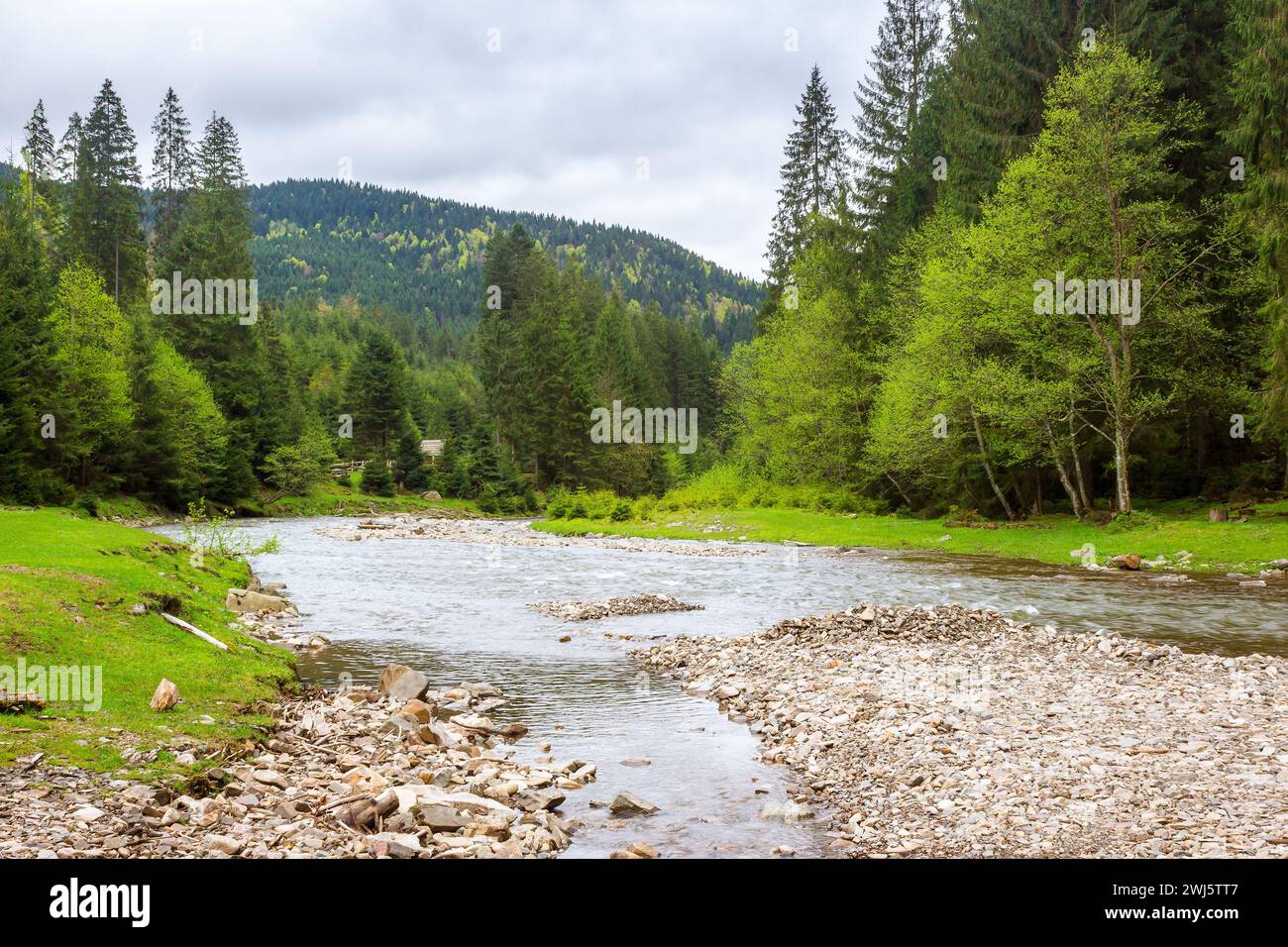 river flows through the valley of carpathian mountains. shallow water reveals stones. synevyr national park of ukraine. beautiful landscape in spring Stock Photo