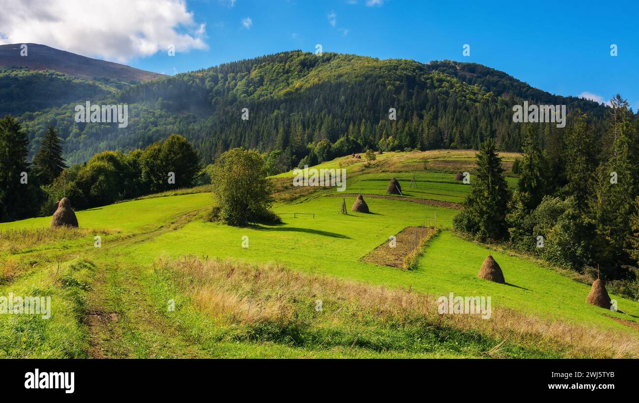 beautiful scenery of carpathian farmland in autumn. remote rural landscape with arable and haystacks on the grassy hill among coniferous forest in mou Stock Photo