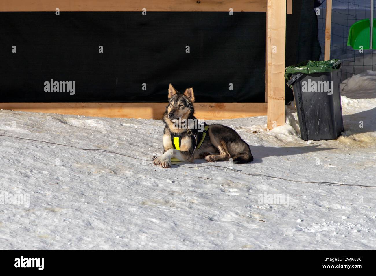 Wolfhound, a member of a sled dog team, sunbathing at the Mont-Cenis, a massif on the French Alps Stock Photo