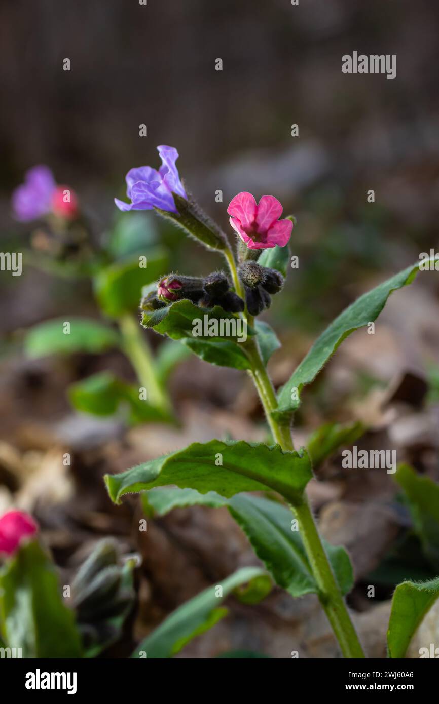 Pulmonaria, lungwort flowers of different shades of violet in one inflorescence. Honey plant of Ukraine. The first spring flowers. Pulmonaria officina Stock Photo
