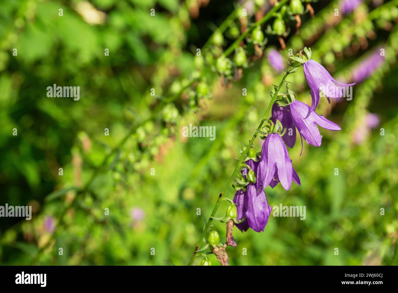 Many purple bellflowers on stem against blurry nature background, Campanula rapunculoides flowers Stock Photo