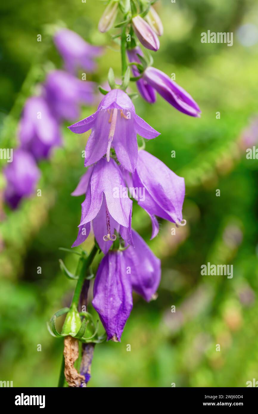 Many purple bellflowers on stem against blurry nature background, Campanula rapunculoides flowers Stock Photo