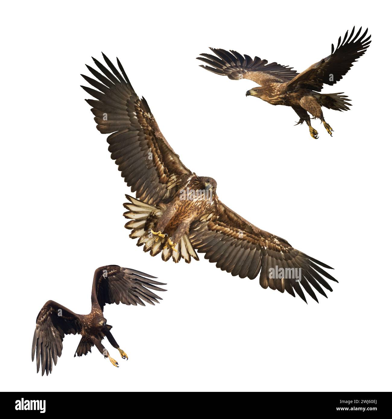 Birds of prey White tailed eagle isolated on white background flying ...