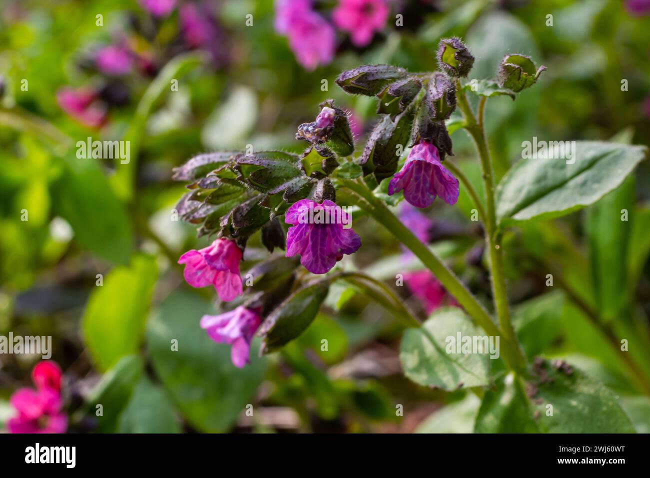 Pulmonaria, lungwort flowers of different shades of violet in one inflorescence. Honey plant of Ukraine. The first spring flowers. Pulmonaria officina Stock Photo