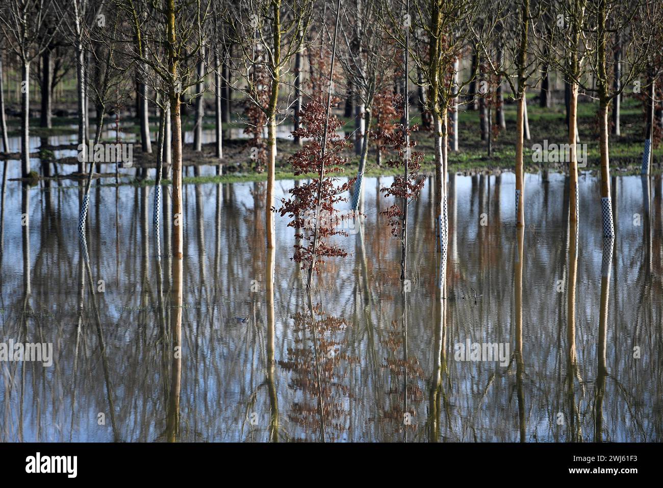 France. 13th Feb, 2024. © PHOTOPQR/VOIX DU NORD/PIERRE ROUANET ; 13/02/2024 ; Vicq, le 13/02/2024. Les pepinieres de jeunes arbres inondees route de Conde a Vicq (arboriculture, intemperies, meteo). PHOTO PIERRE ROUANET LA VOIX DU NORD Northern France, feb 13th 2024 Young tree nurseries flooded road from Conde to Vicq Credit: MAXPPP/Alamy Live News Stock Photo