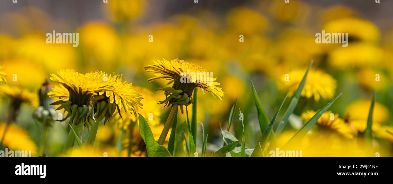 Dandelion Taraxacum officinale as a wall flower, is a pioneer plant and survival artist that can also thrive on gravel roads. Beautiful Taraxacum flow Stock Photo