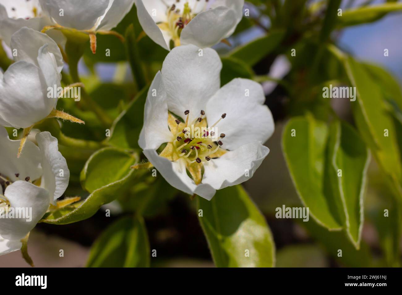 Pear tree flowers up close. white flowers and buds of the fruit tree. Sunlight falls on pear flowers. At dawn, the flowers of the trees look beautiful Stock Photo