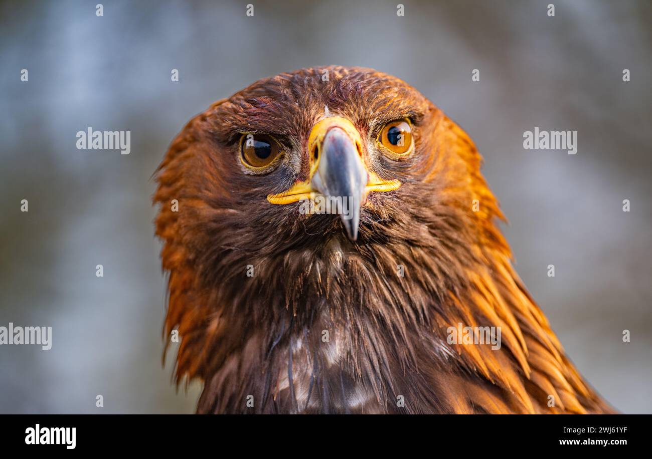 A close-up portrait of a Golden Eagle (Aquila chrysaetos) Stock Photo