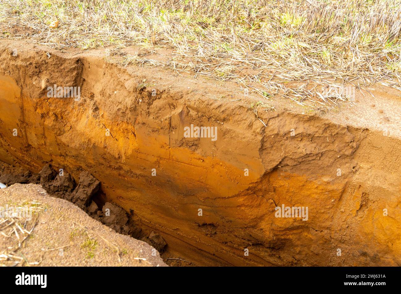 Soil profile in trench sandy soil, Suffolk Sandlings,  Shottisham, Suffolk, England, UK Stock Photo