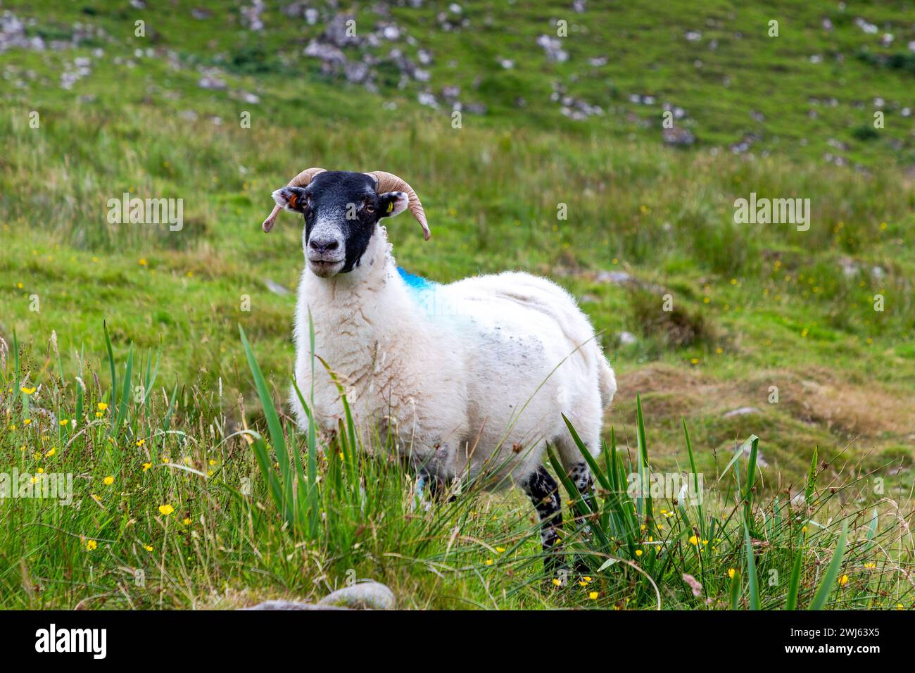 Scottish Blackface Free Range British sheep grazing in the pastures of ...