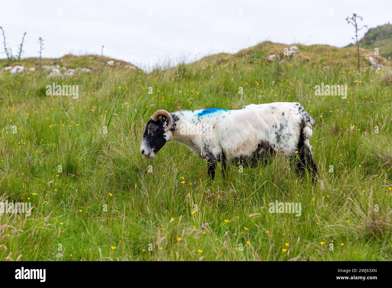 Scottish Blackface Free Range British sheep grazing in the pastures of the Isle of Skye, Scotland Stock Photo