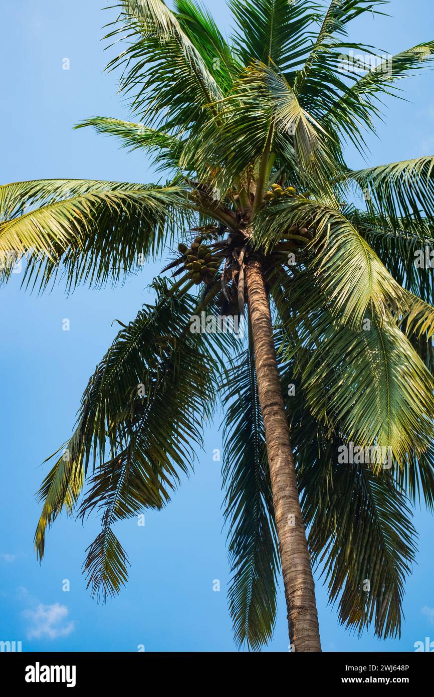 Vertical photo palm tree hi-res stock photography and images - Alamy