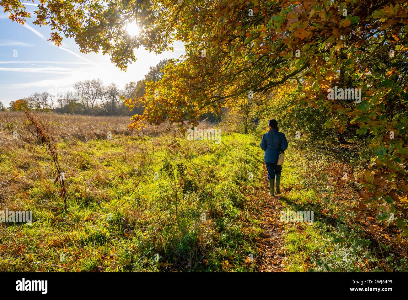 Woodland path near Woodham Walter near Maldon Essex Stock Photo Alamy